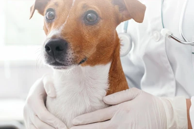 Veterinary Laser