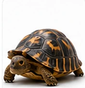 Exotic animal