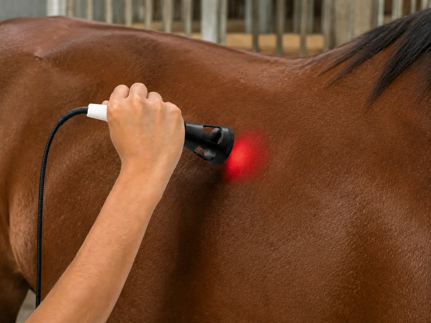 Horse leg treatment area