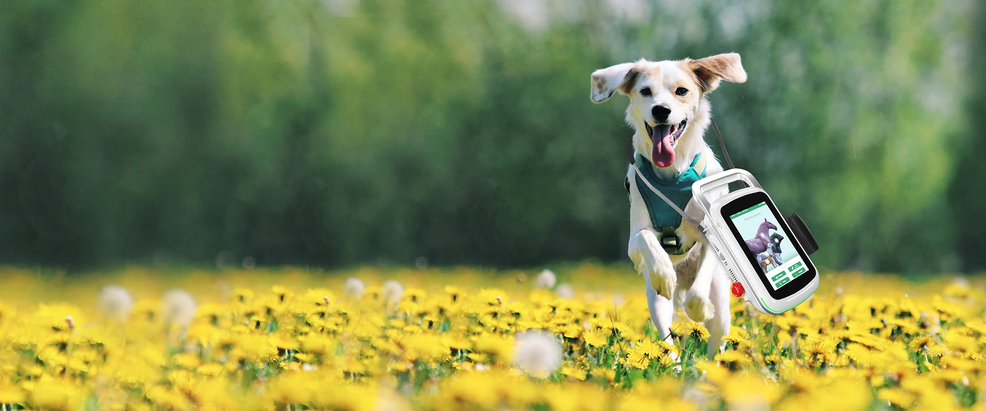 Veterinary Laser Therapy Banner