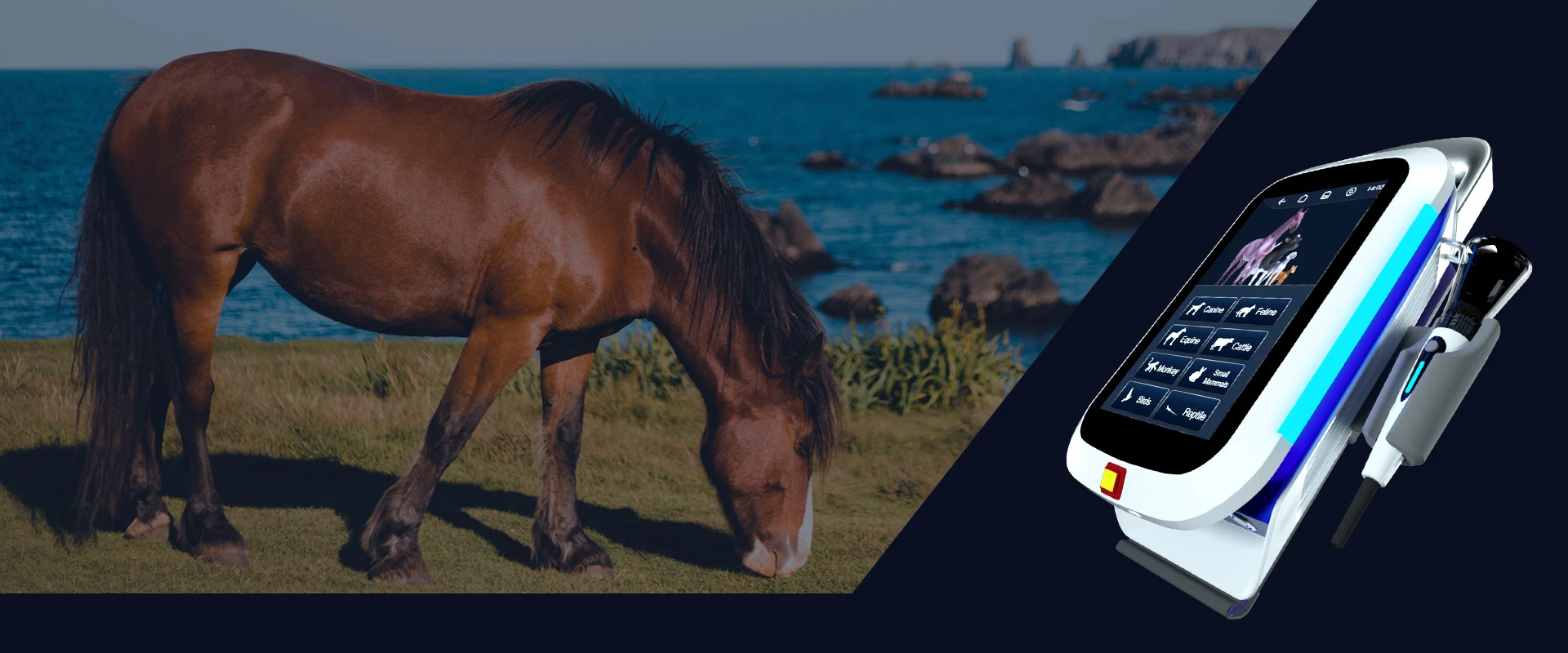 AILUCS REX Class IV veterinary laser therapy system with touchscreen display for professional animal clinics