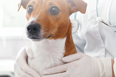 Veterinary
