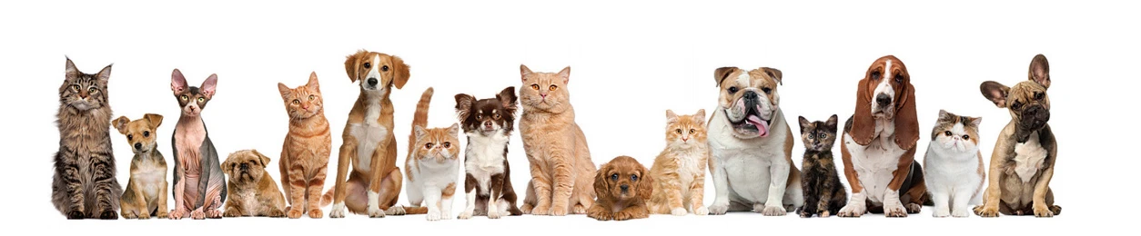 what is laser therapy