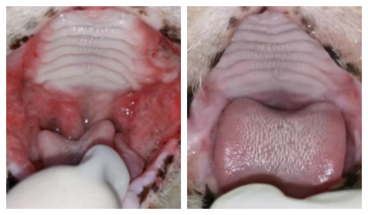 Veterinary Laser Therapy for Feline Chronic Gingivostomatitis