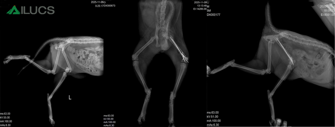 kitten fracture recovery veterinary laser therapy pet fracture healing