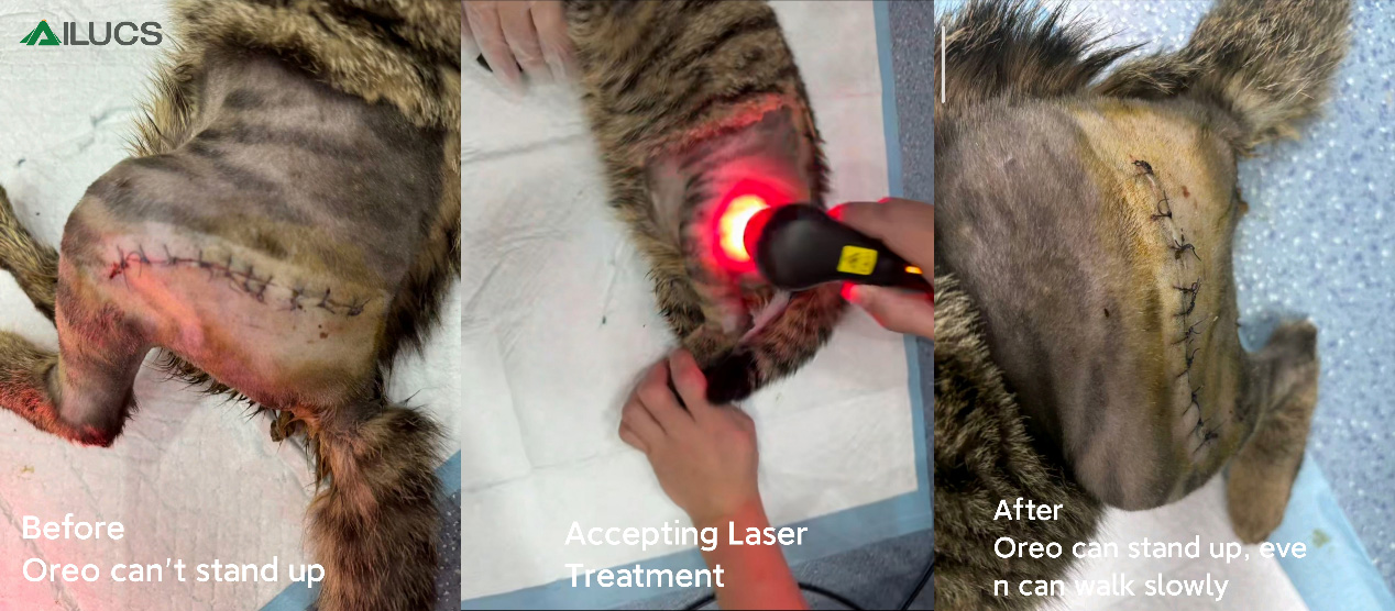 therapy pet fracture healing non invasive pet treatment