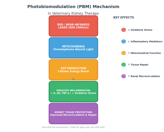 photobiomodulation-pbm-mechanism-veterinary-laser-therapy.jpg.png
