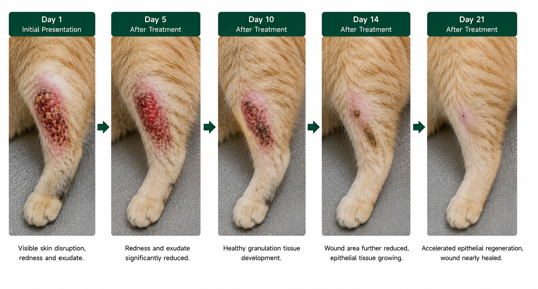 cat-wound-healing-laser-therapy-clinical-case-timeline.jpg