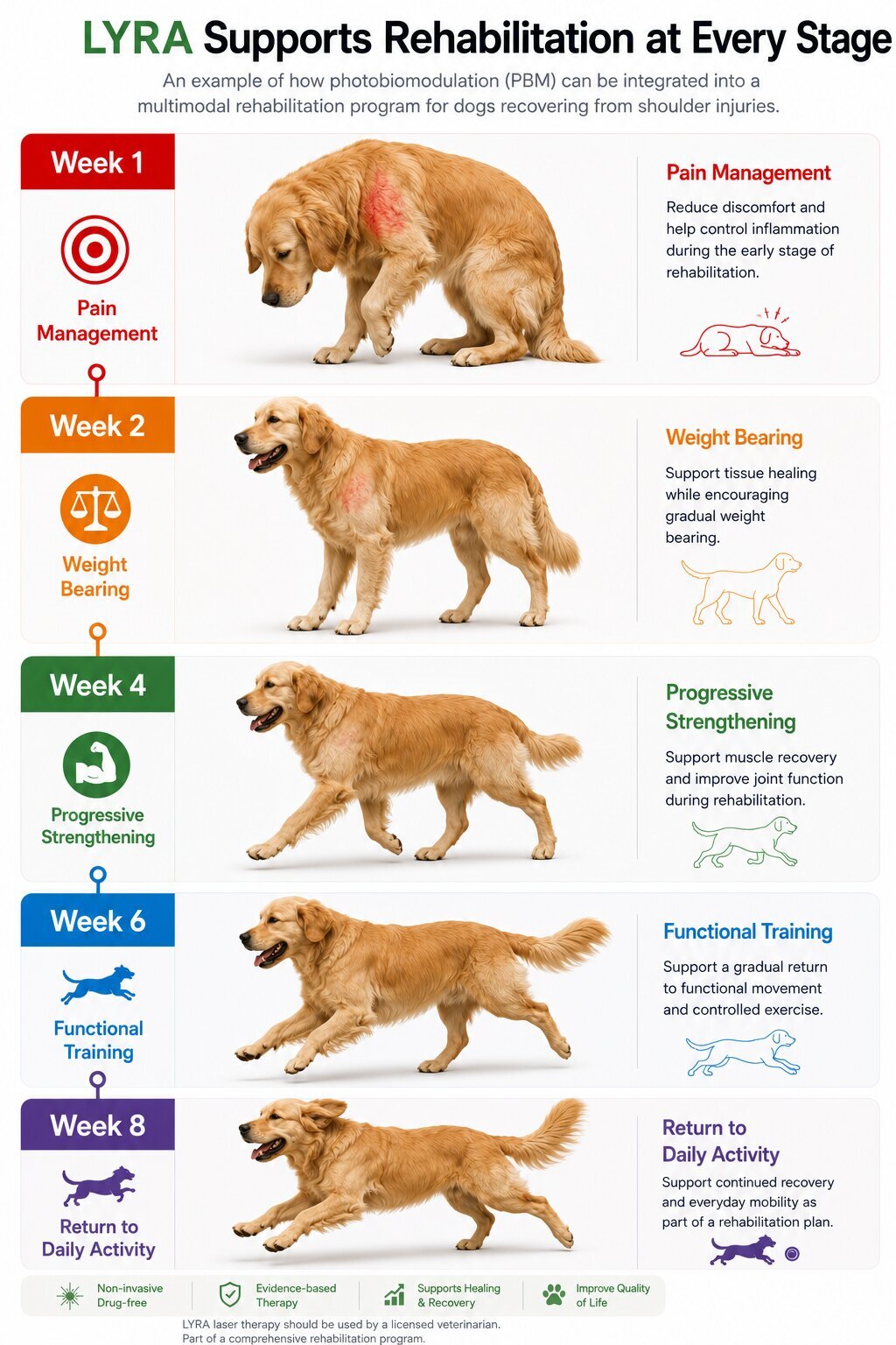 canine-tendon-rehabilitation-timeline-pbmt.jpg.jpg canine-tendon-rehabilitation-timeline-pbmt.jpg.jpg
