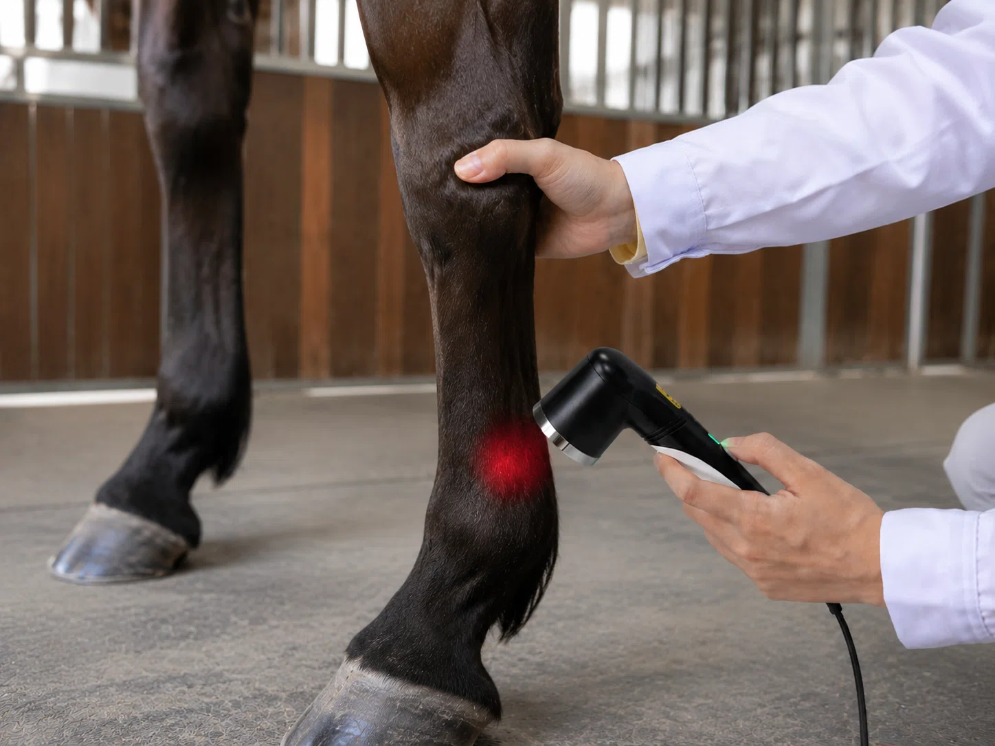 1064nm-veterinary-laser-therapy-equine-rehabilitation-lower-leg.webp