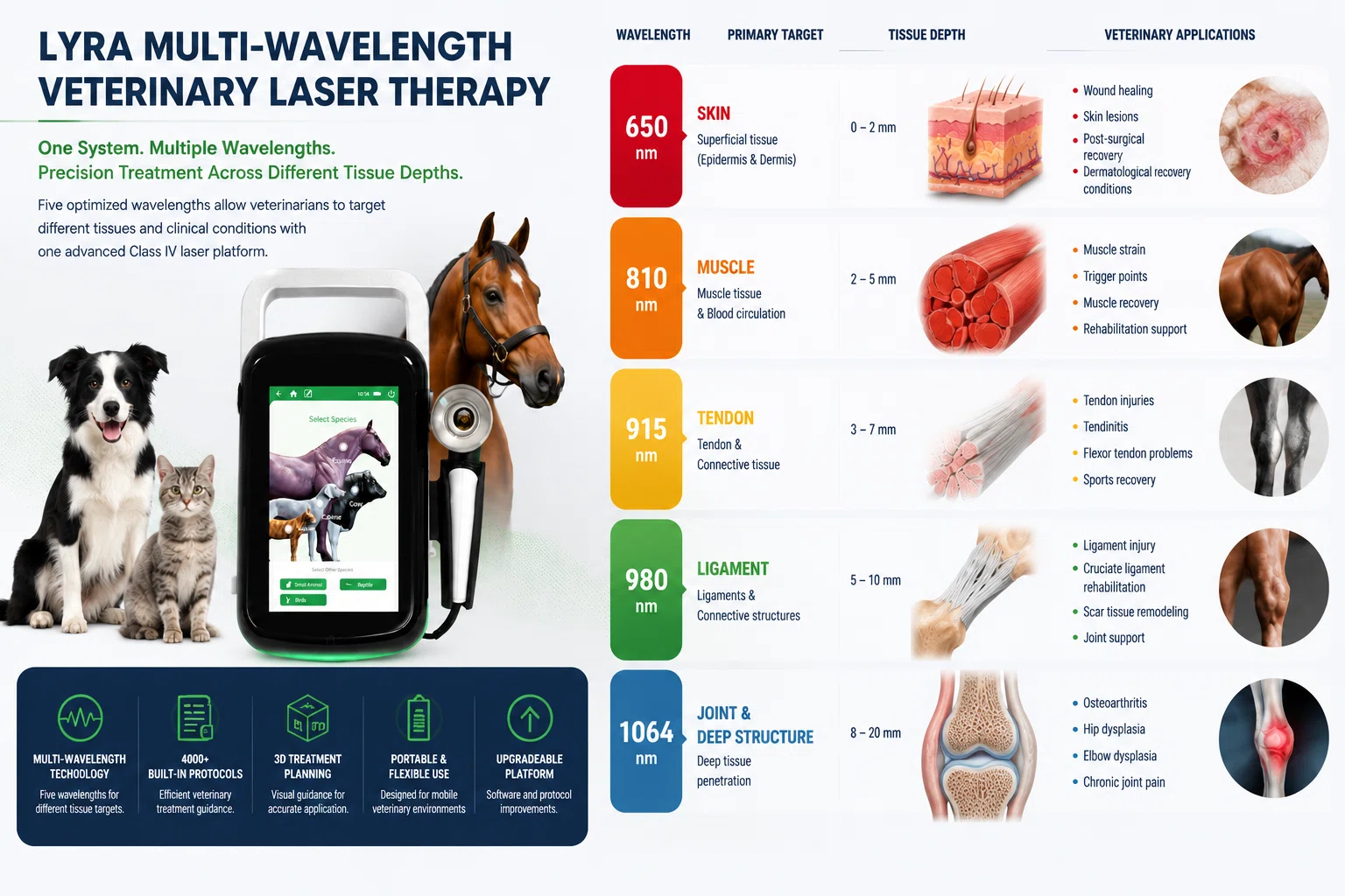 multi-wavelength-veterinary-laser-system-equine-rehabilitation.webp multi-wavelength-veterinary-laser-system-equine-rehabilitation.webp