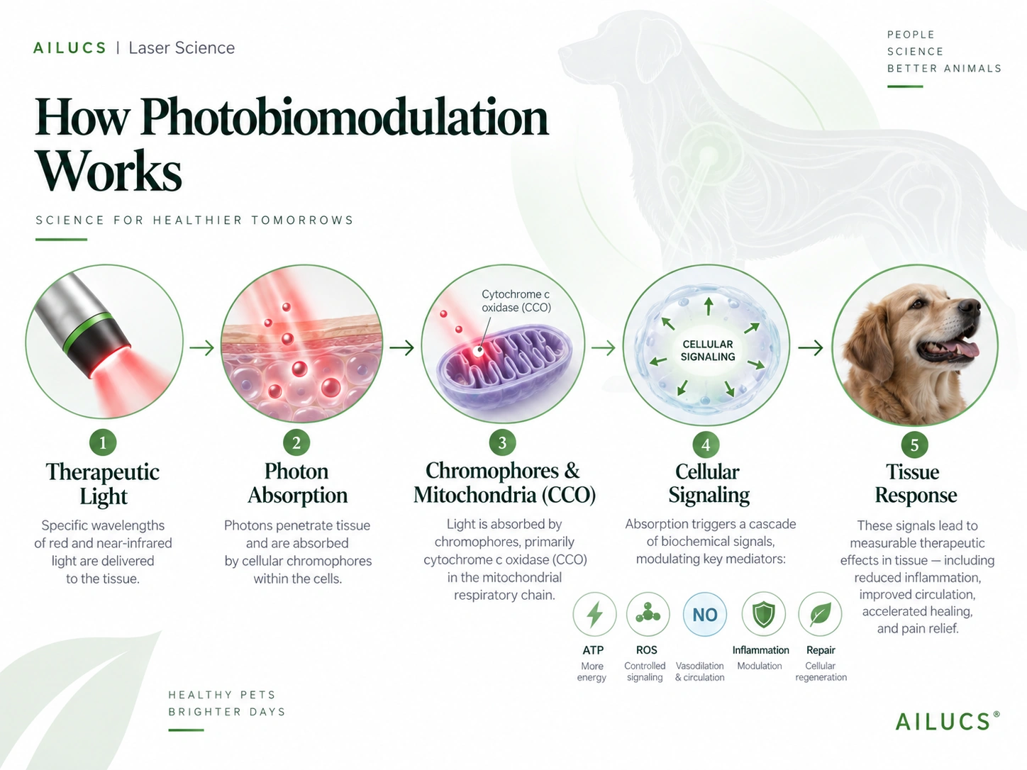 how-photobiomodulation-works-veterinary-laser-therapy.webp
