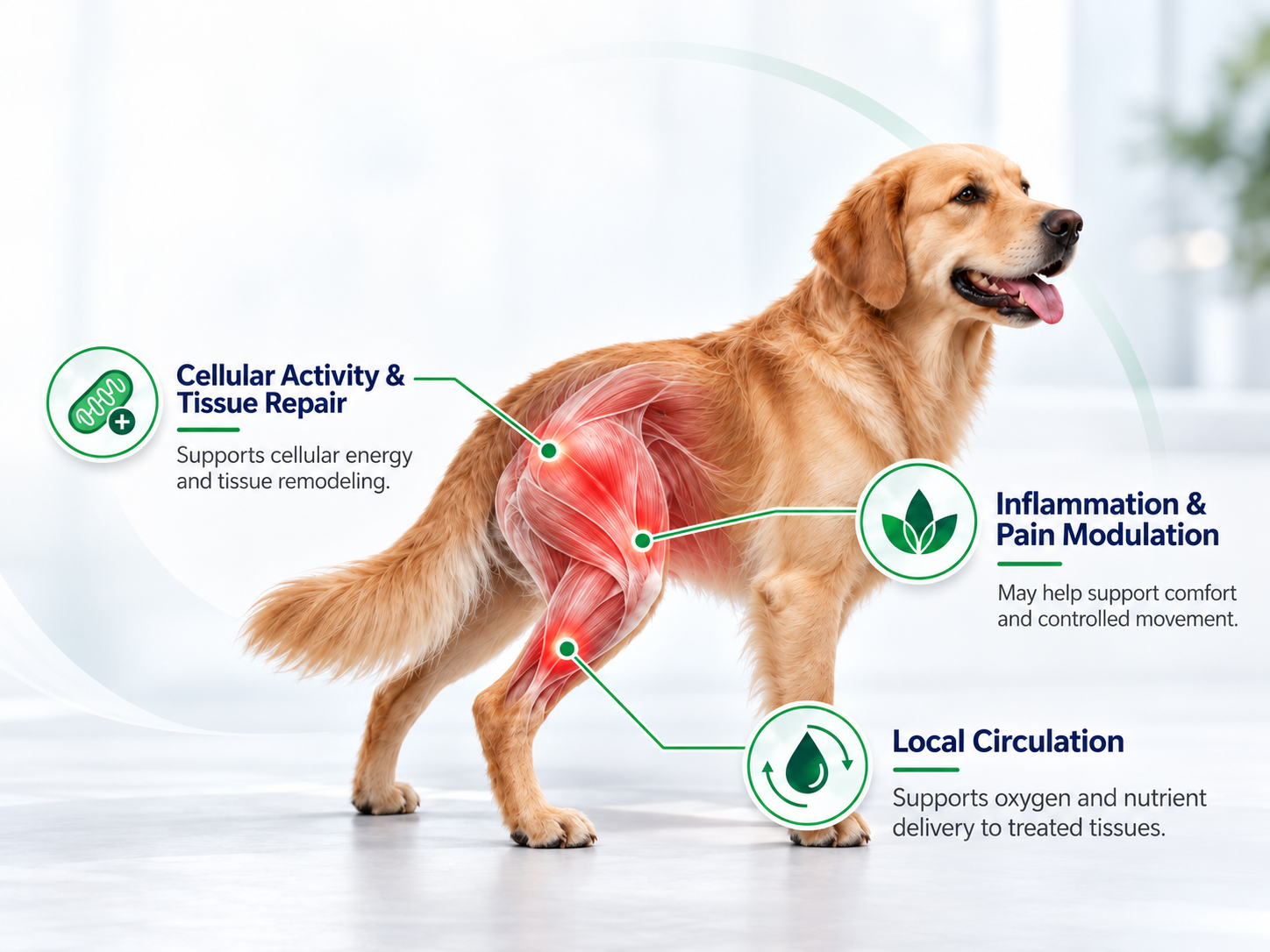 ailucs-pbm-muscle-rehabilitation-dogs-muscle-strains.png ailucs-pbm-muscle-rehabilitation-dogs-muscle-strains.png