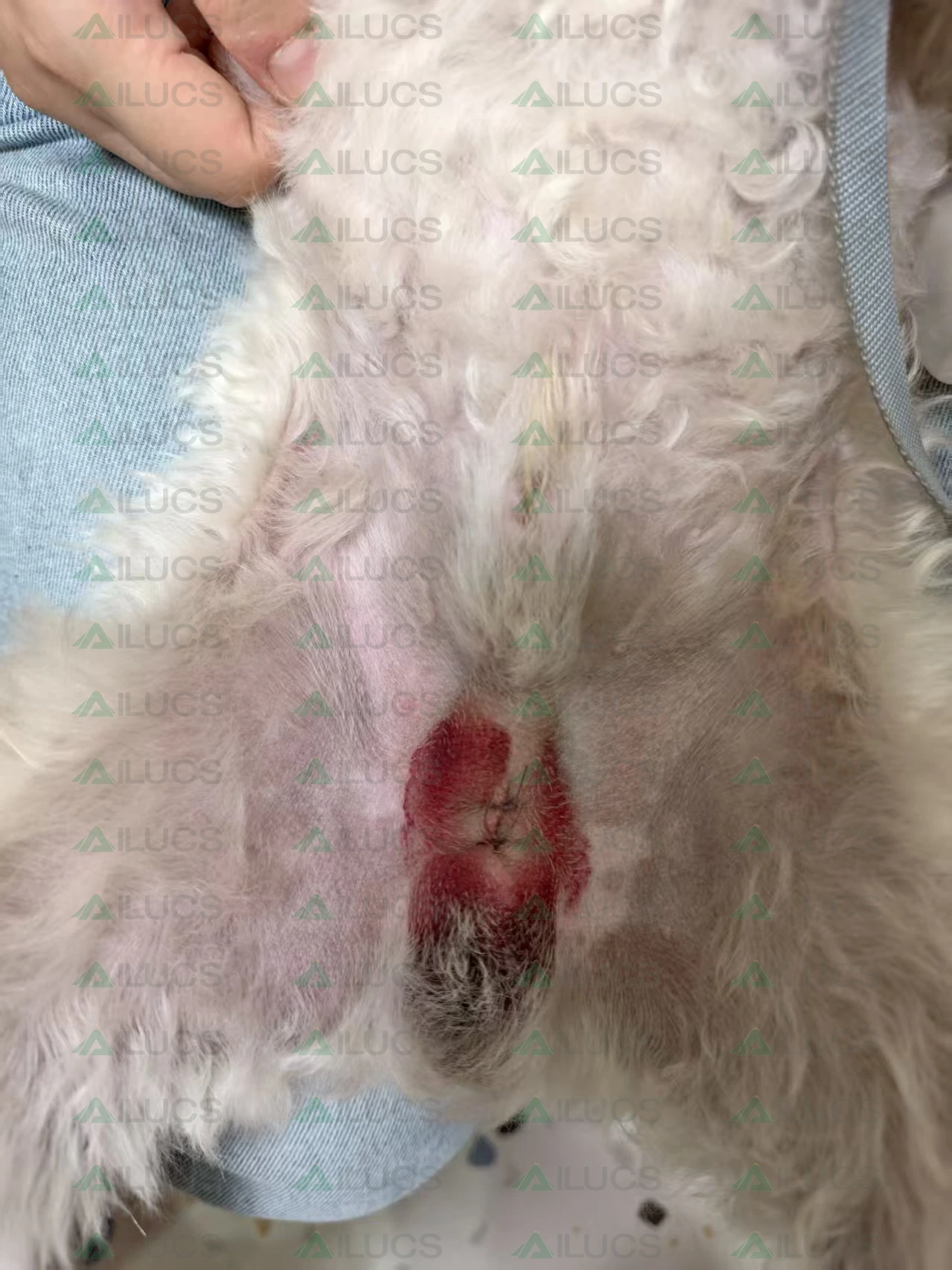 canine-postoperative-incision-after-first-laser-session.webp canine-postoperative-incision-after-first-laser-session.webp