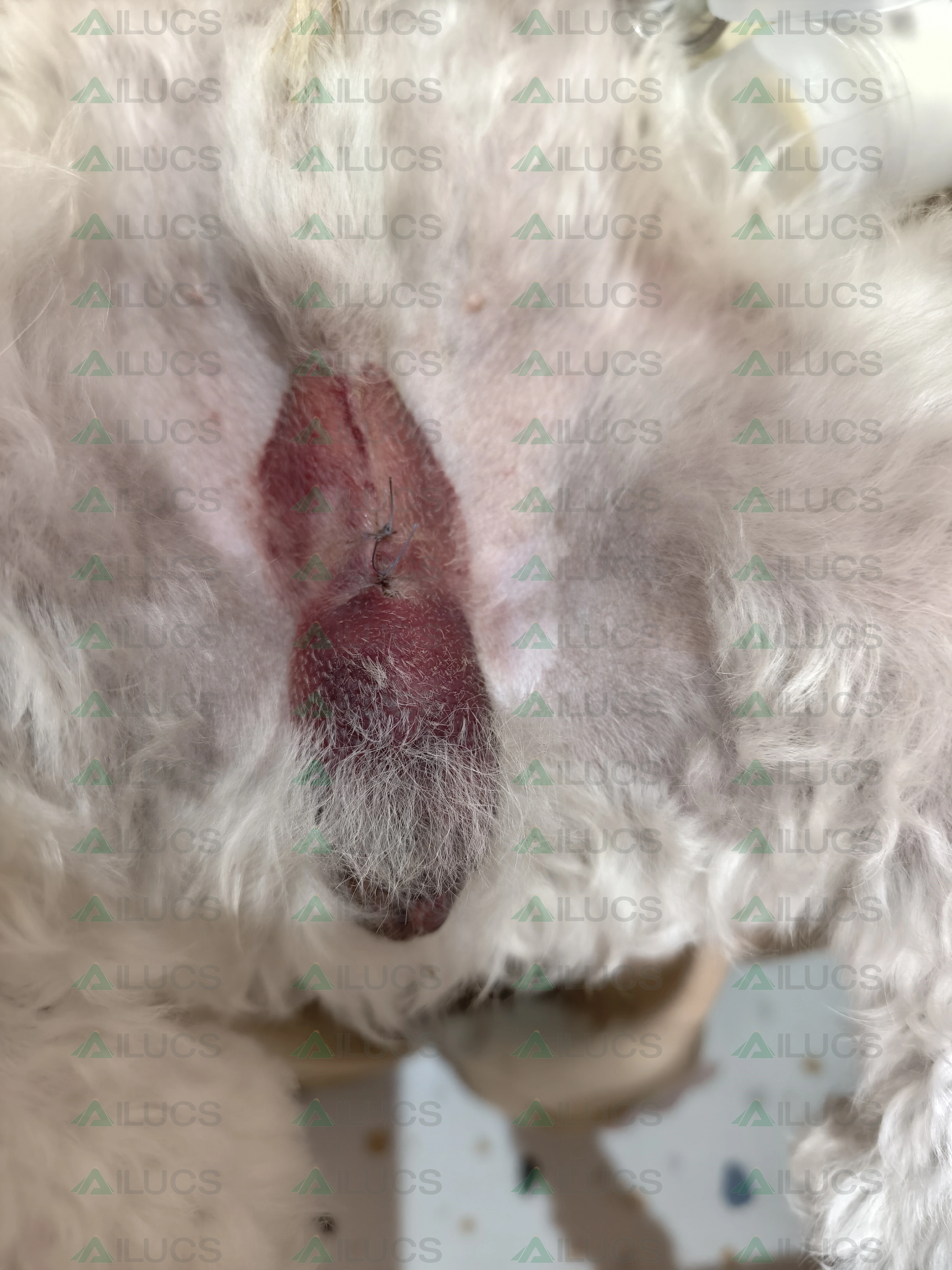 canine-postoperative-incision-after-second-laser-session.webp canine-postoperative-incision-after-second-laser-session.webp