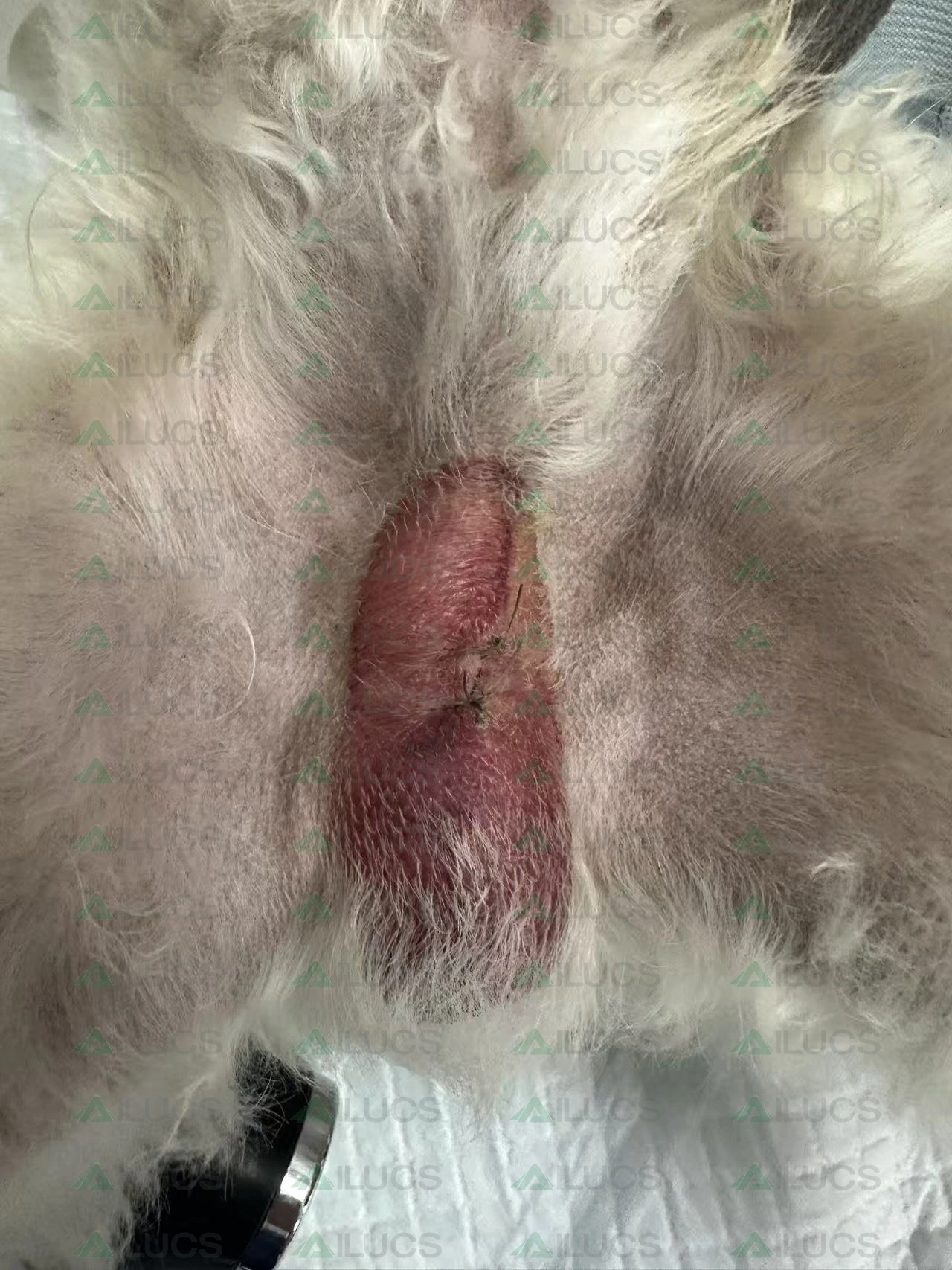 canine-postoperative-incision-after-third-laser-session.webp canine-postoperative-incision-after-third-laser-session.webp