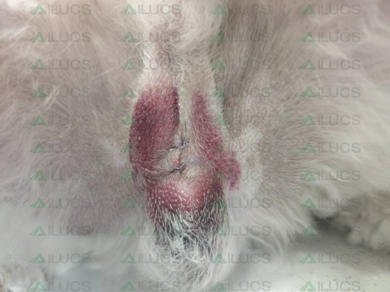 canine-postoperative-incision-redness-before-laser-therapy.webp canine-postoperative-incision-redness-before-laser-therapy.webp