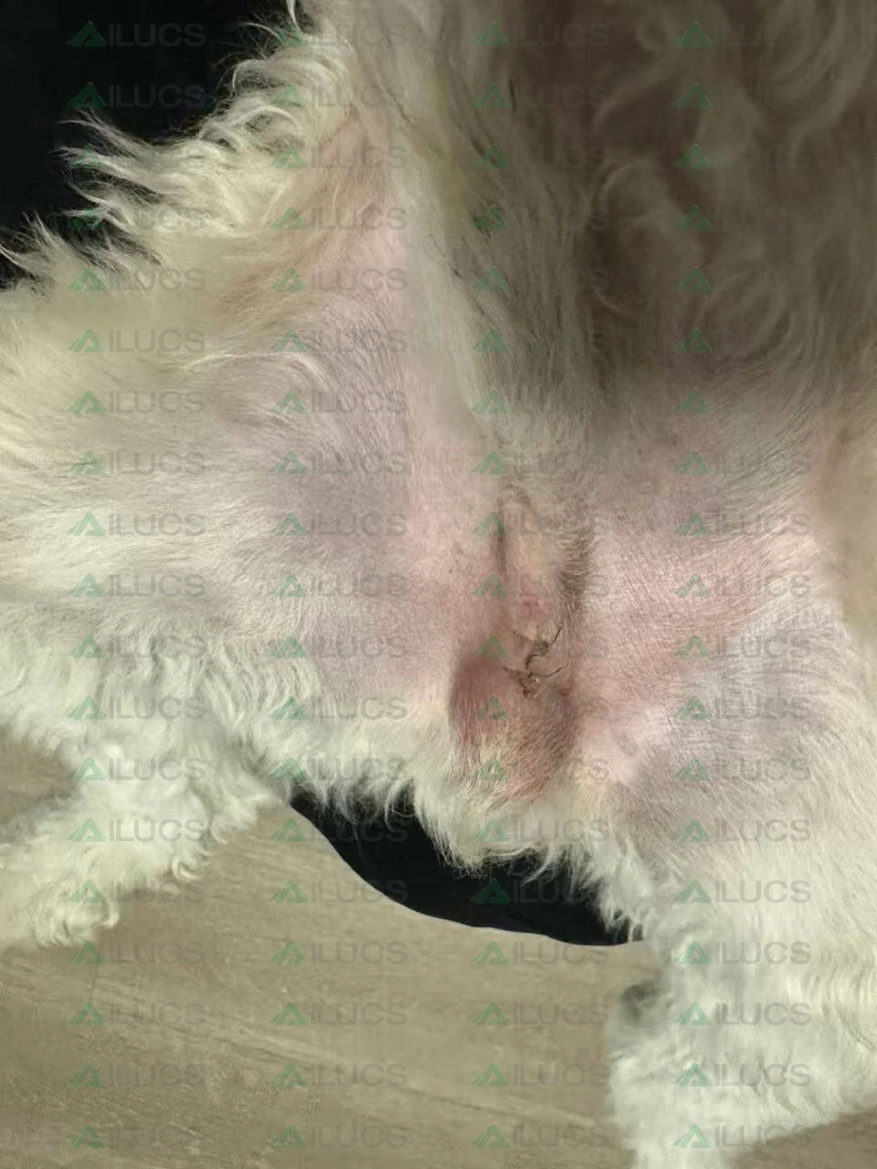 canine-postoperative-incision-two-day-follow-up.webp canine-postoperative-incision-two-day-follow-up.webp