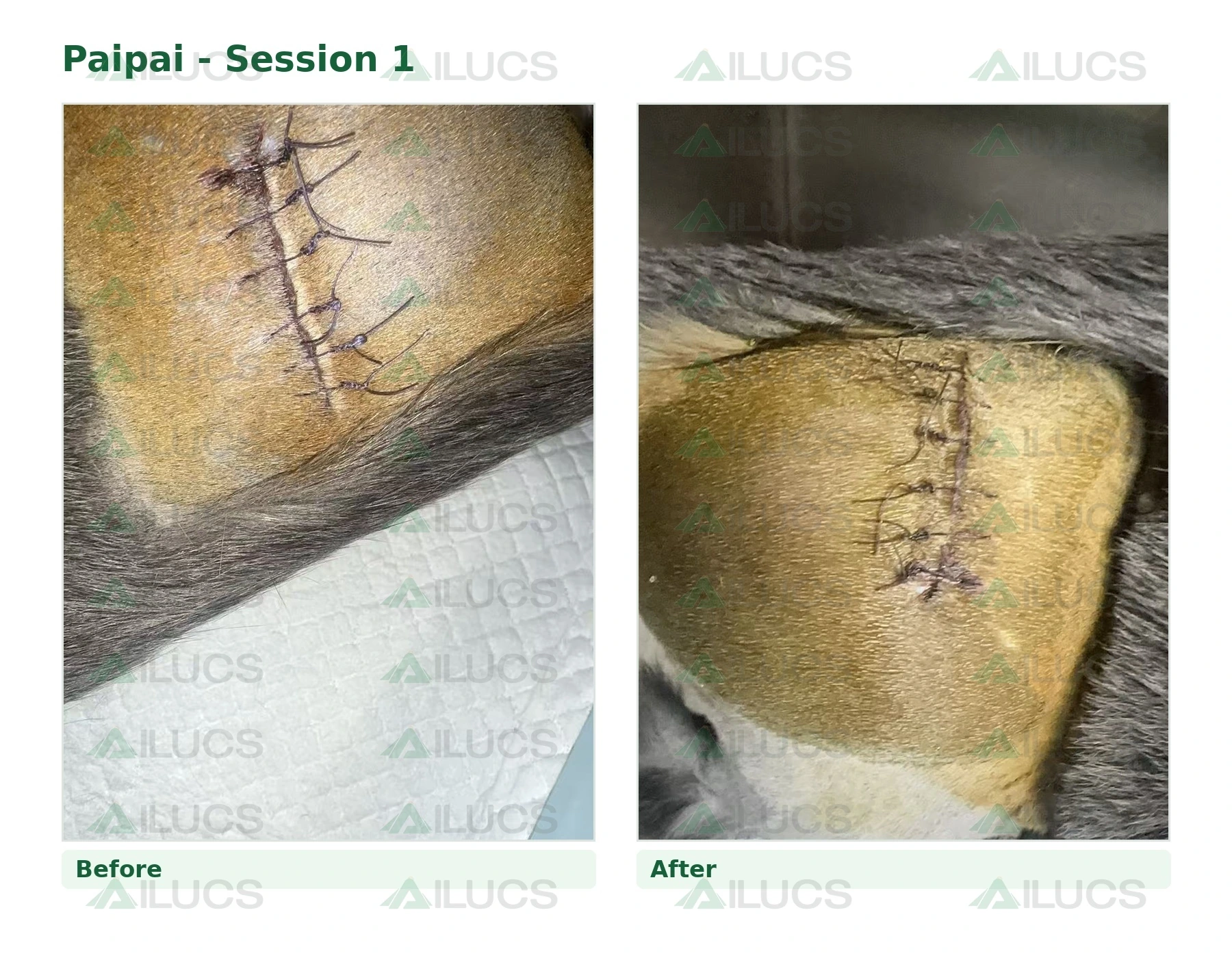 paipai-laser-rehabilitation-session-01-incision-before-after.webp
