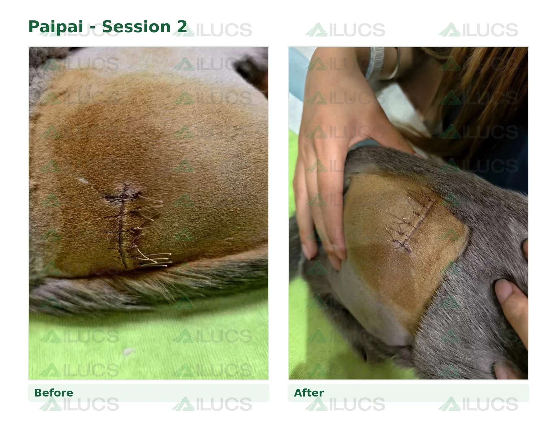 paipai-laser-rehabilitation-session-02-incision-before-after.webp