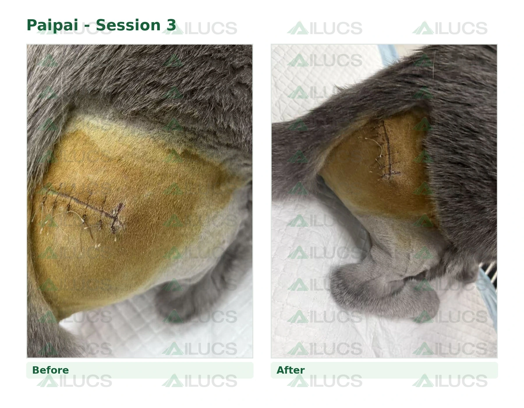 paipai-laser-rehabilitation-session-03-incision-before-after.webp