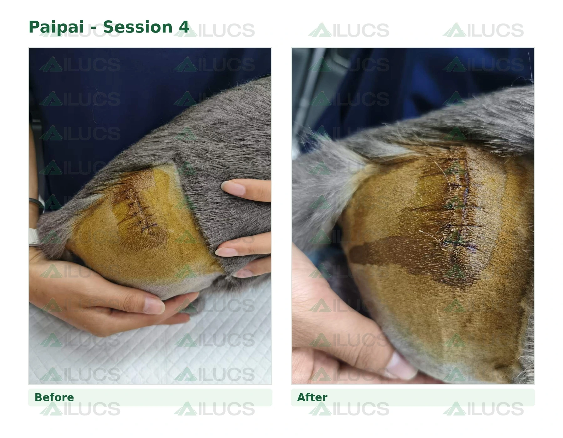 paipai-laser-rehabilitation-session-04-incision-before-after.webp