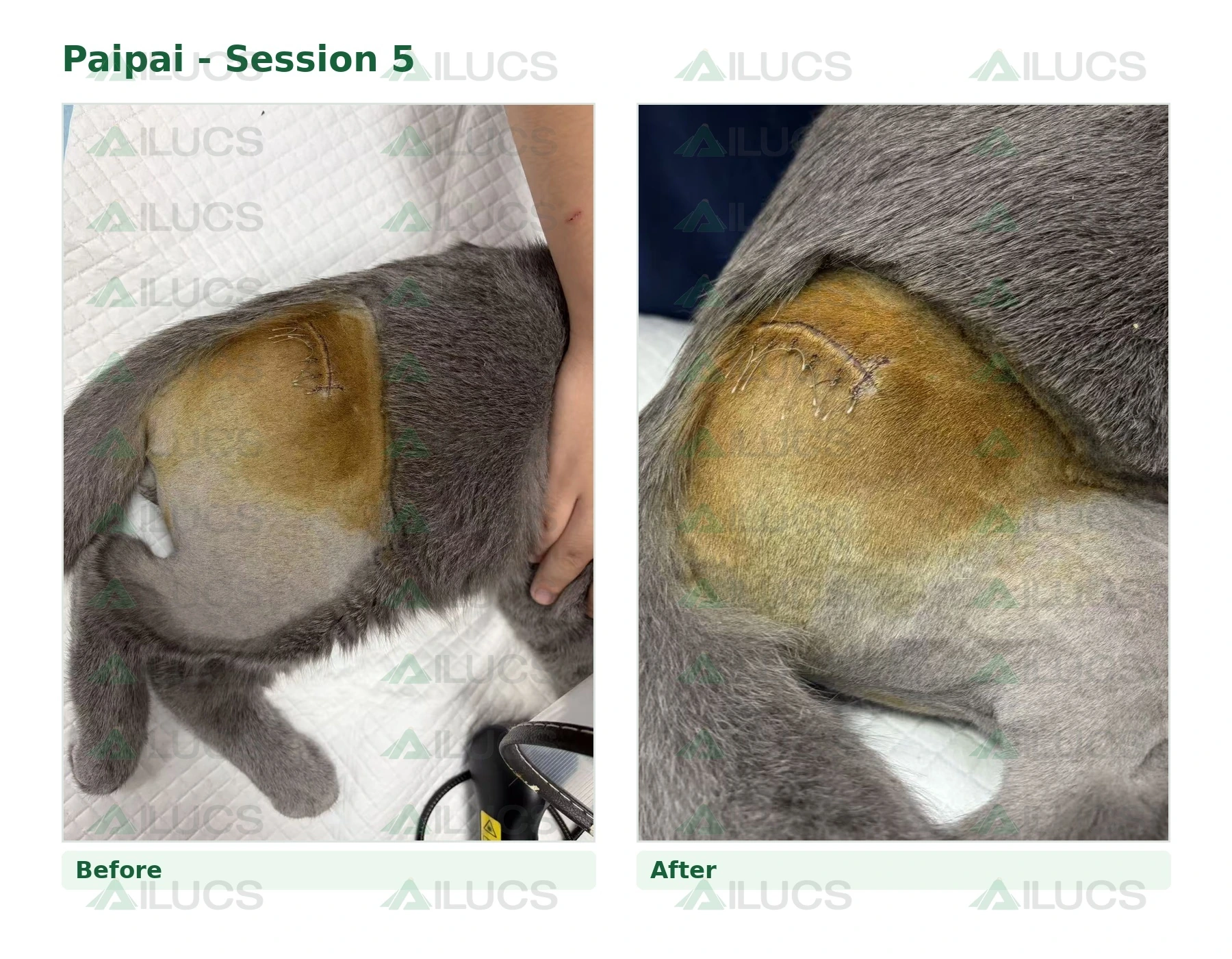 paipai-laser-rehabilitation-session-05-incision-before-after.webp