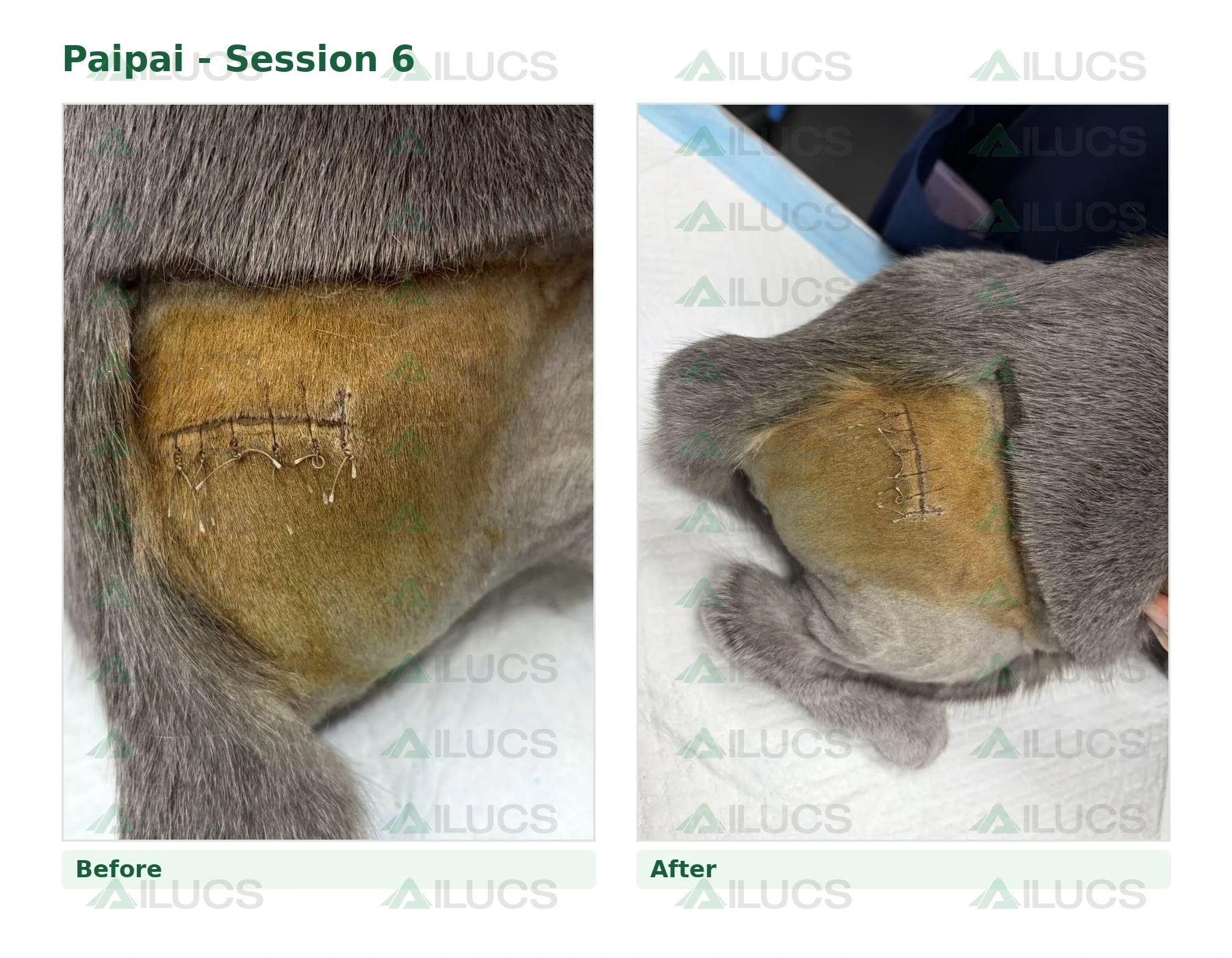 paipai-laser-rehabilitation-session-06-incision-before-after.webp