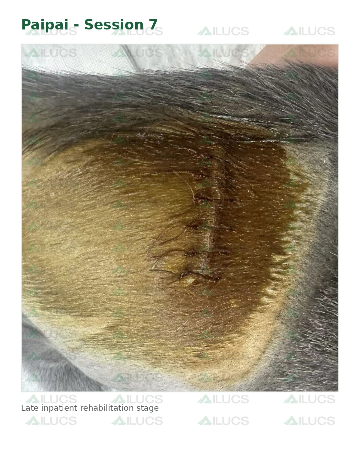 paipai-laser-rehabilitation-session-07-incision-progress.webp