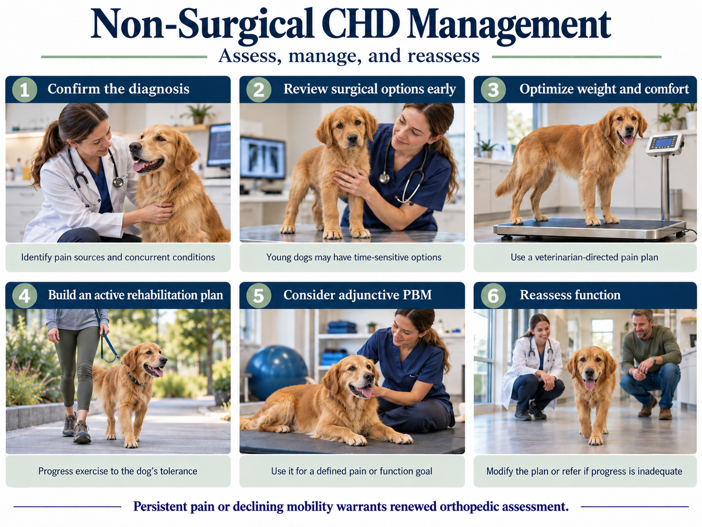 canine-hip-dysplasia-non-surgical-management-pathway.png canine-hip-dysplasia-non-surgical-management-pathway.png