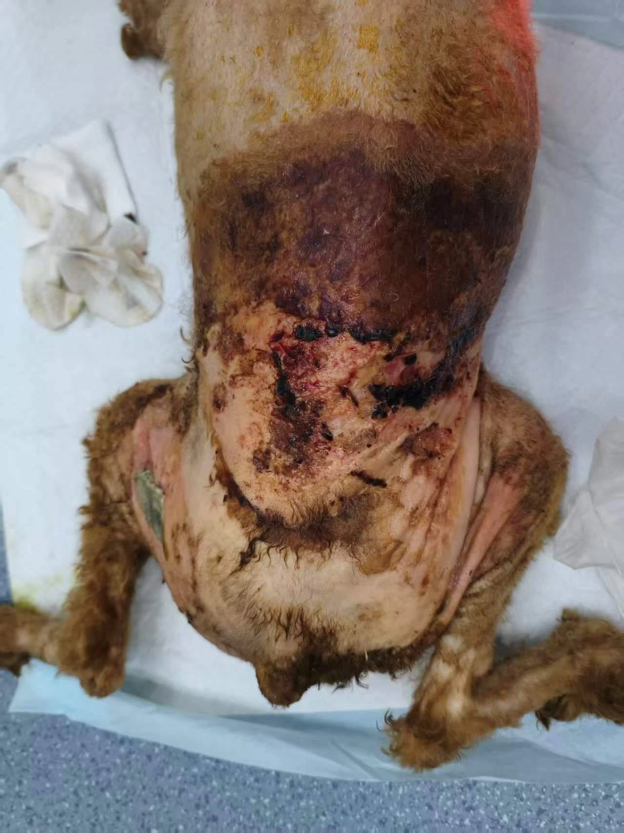 lyra-stray-dog-dorsal-wound-before-laser-therapy-day-0.webp lyra-stray-dog-dorsal-wound-before-laser-therapy-day-0.webp