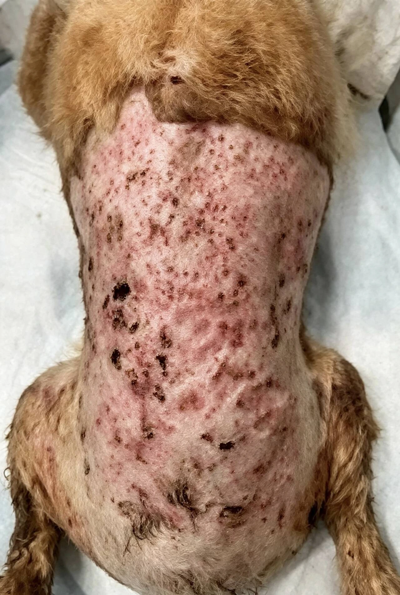 lyra-stray-dog-wound-healing-interim-day-21.webp lyra-stray-dog-wound-healing-interim-day-21.webp