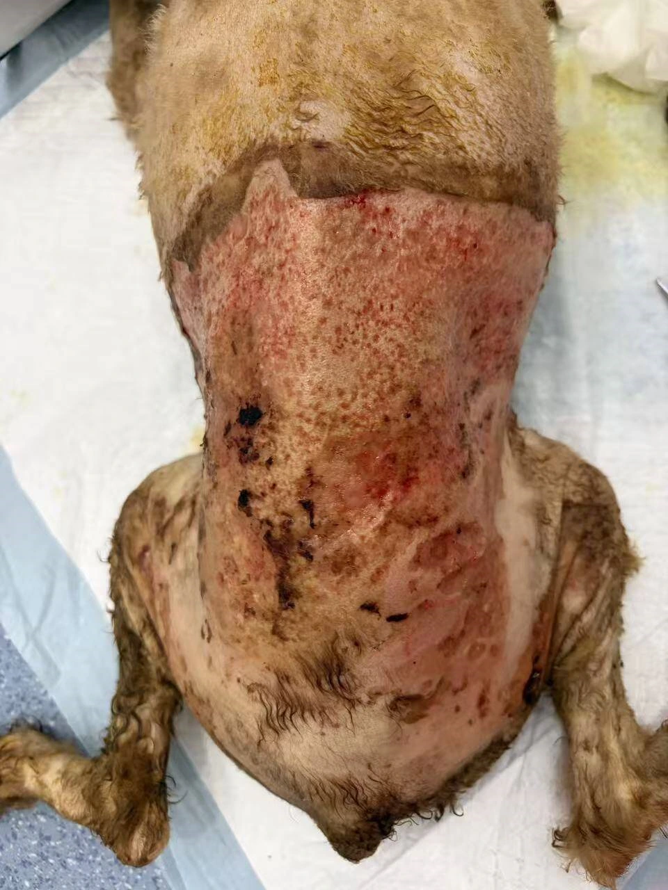 lyra-stray-dog-wound-recovery-after-second-treatment-day-2.webp lyra-stray-dog-wound-recovery-after-second-treatment-day-2.webp