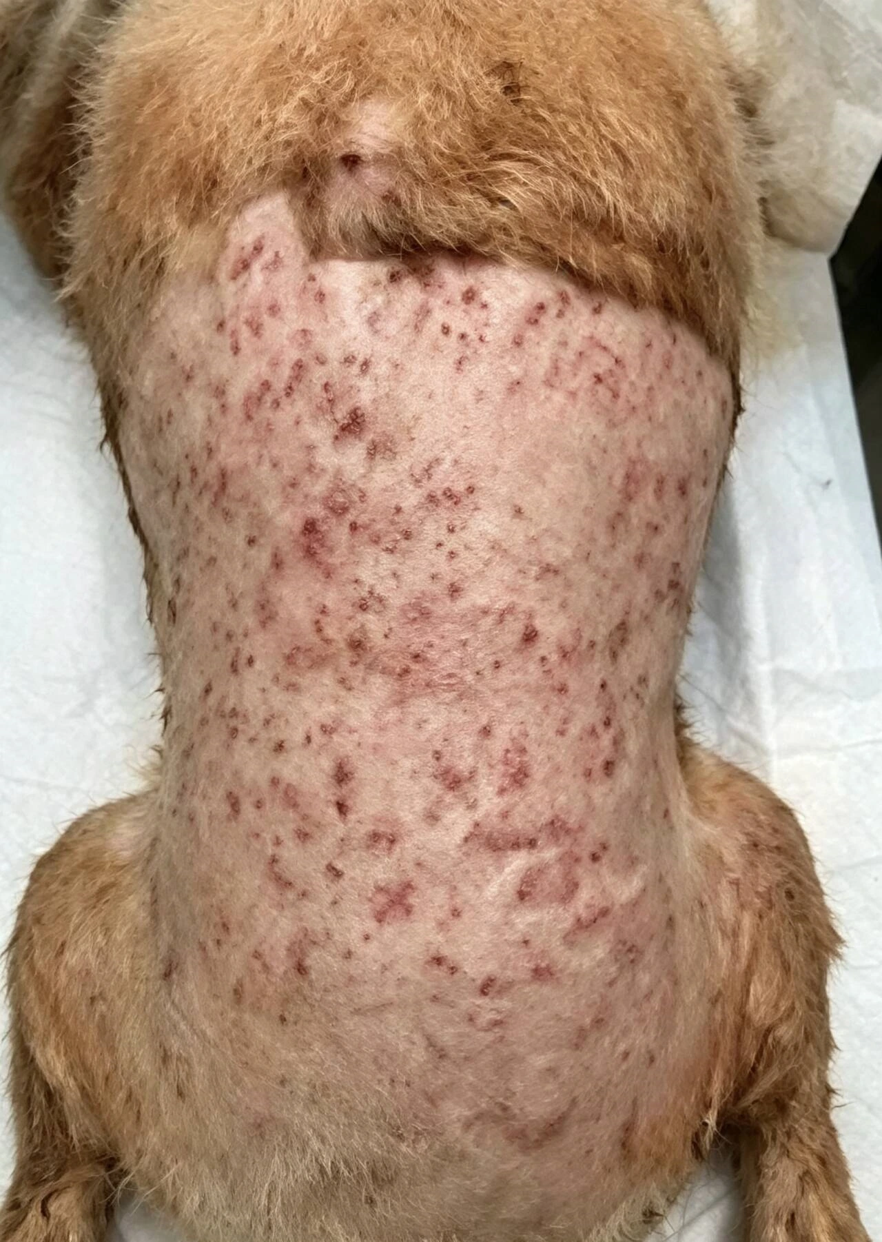 lyra-stray-dog-wound-recovery-early-hair-regrowth-day-42.webp lyra-stray-dog-wound-recovery-early-hair-regrowth-day-42.webp