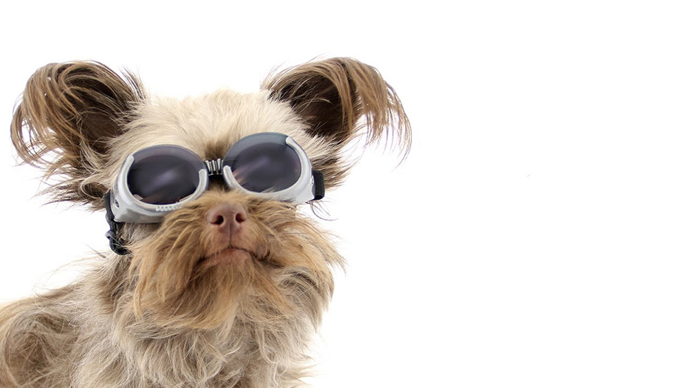 Laser Therapy A Revolutionary Breakthrough in Veterinary Medicine