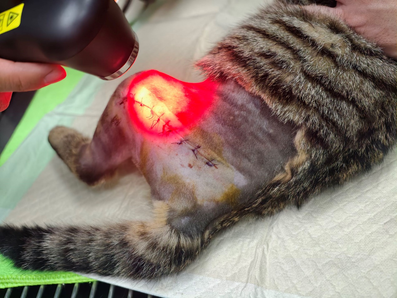 Animal Studies on How Class IV Laser Therapy Accelerates Deep Tissue Healing and Repair