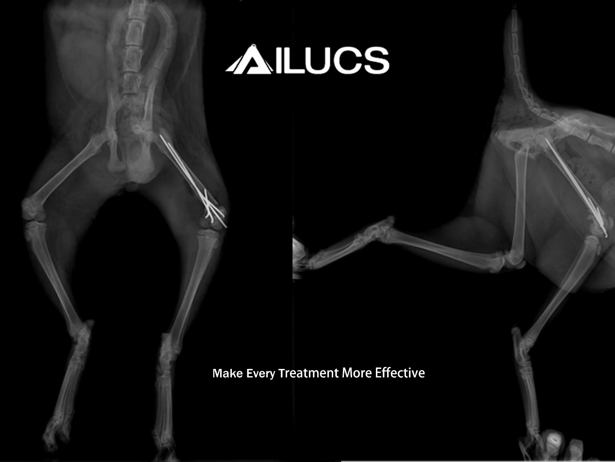 Lyra veterinary Laser Therapy Device: A Magical Aid for a Kitten’s Fracture Recovery