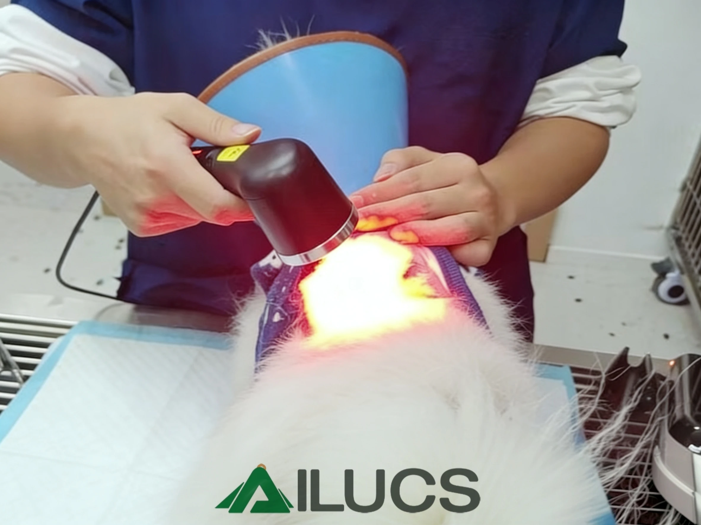 Treatment Area Assessment: The First Critical Decision in Veterinary Laser Therapy Outcomes