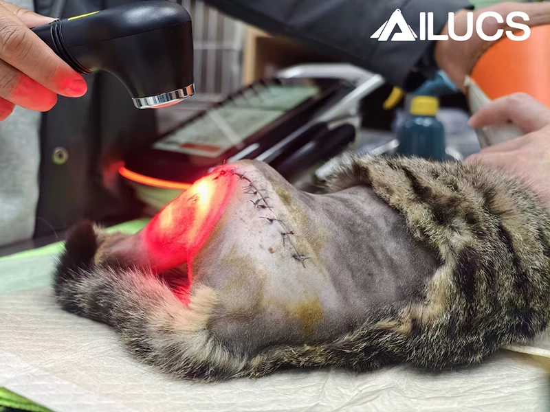 High-Power Laser Therapy: Enhancing Post-Surgical Healing in Animals