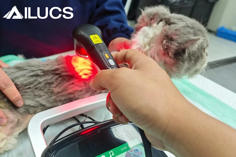 Laser Therapy for Feline Neuritis: A Gentle and Effective Path to Recovery