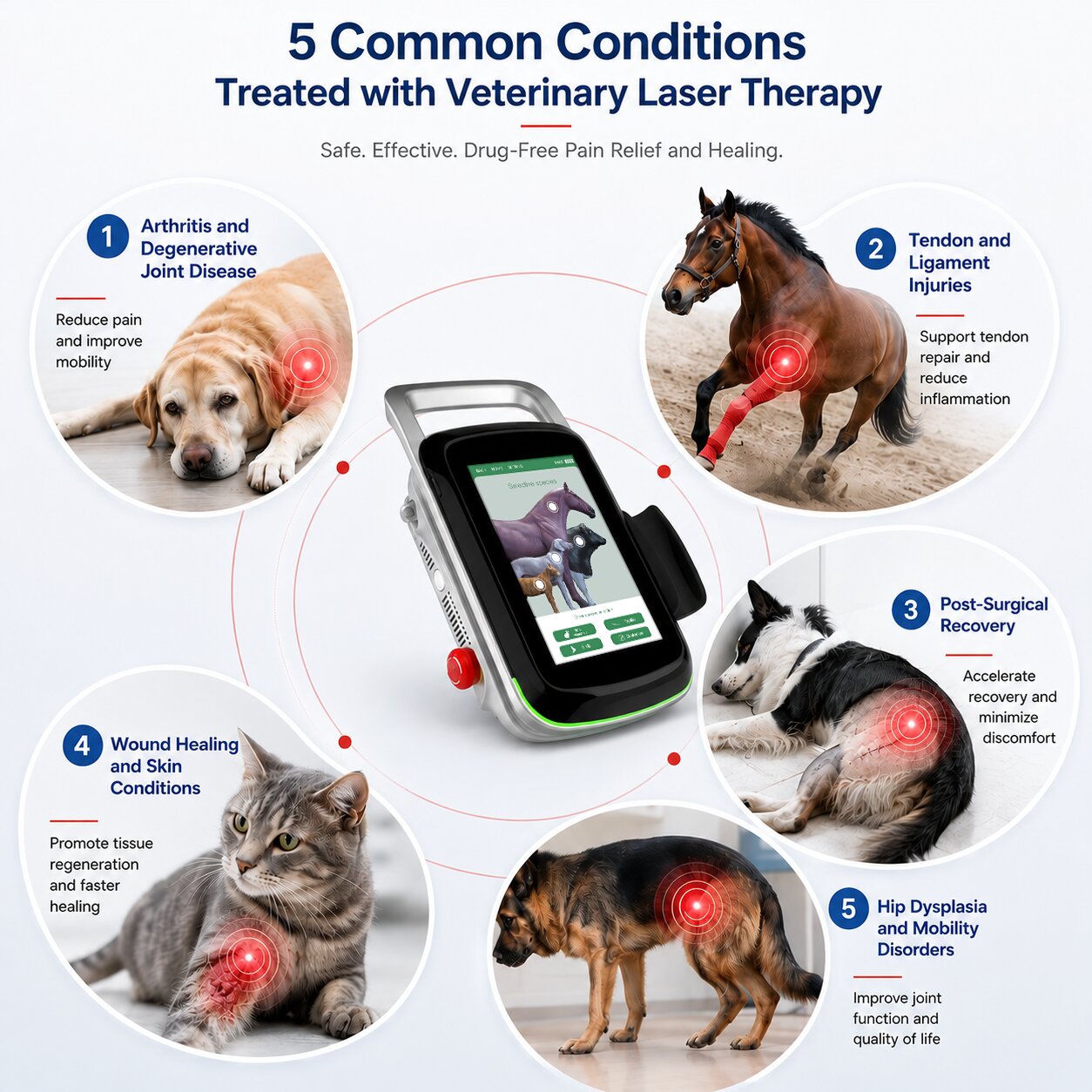 5 Common Conditions Treated with Veterinary Laser Therapy