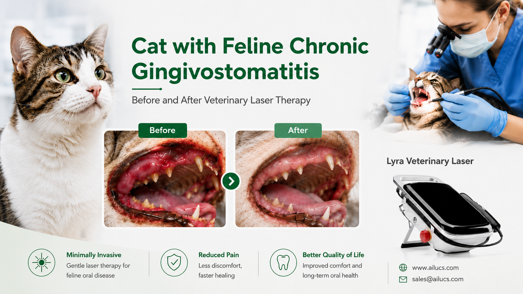 Cat with feline chronic gingivostomatitis before and after veterinary laser therapy