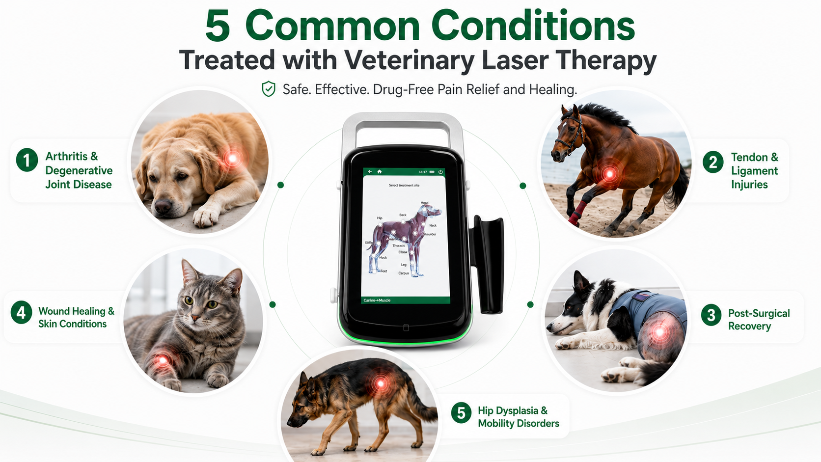 Why Do Tendon Injuries Keep Coming Back in Dogs? How Laser Therapy Supports a Safer Recovery