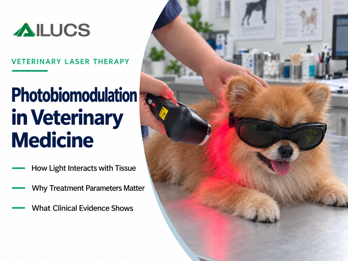 Photobiomodulation in Veterinary Medicine: How Laser Therapy Works