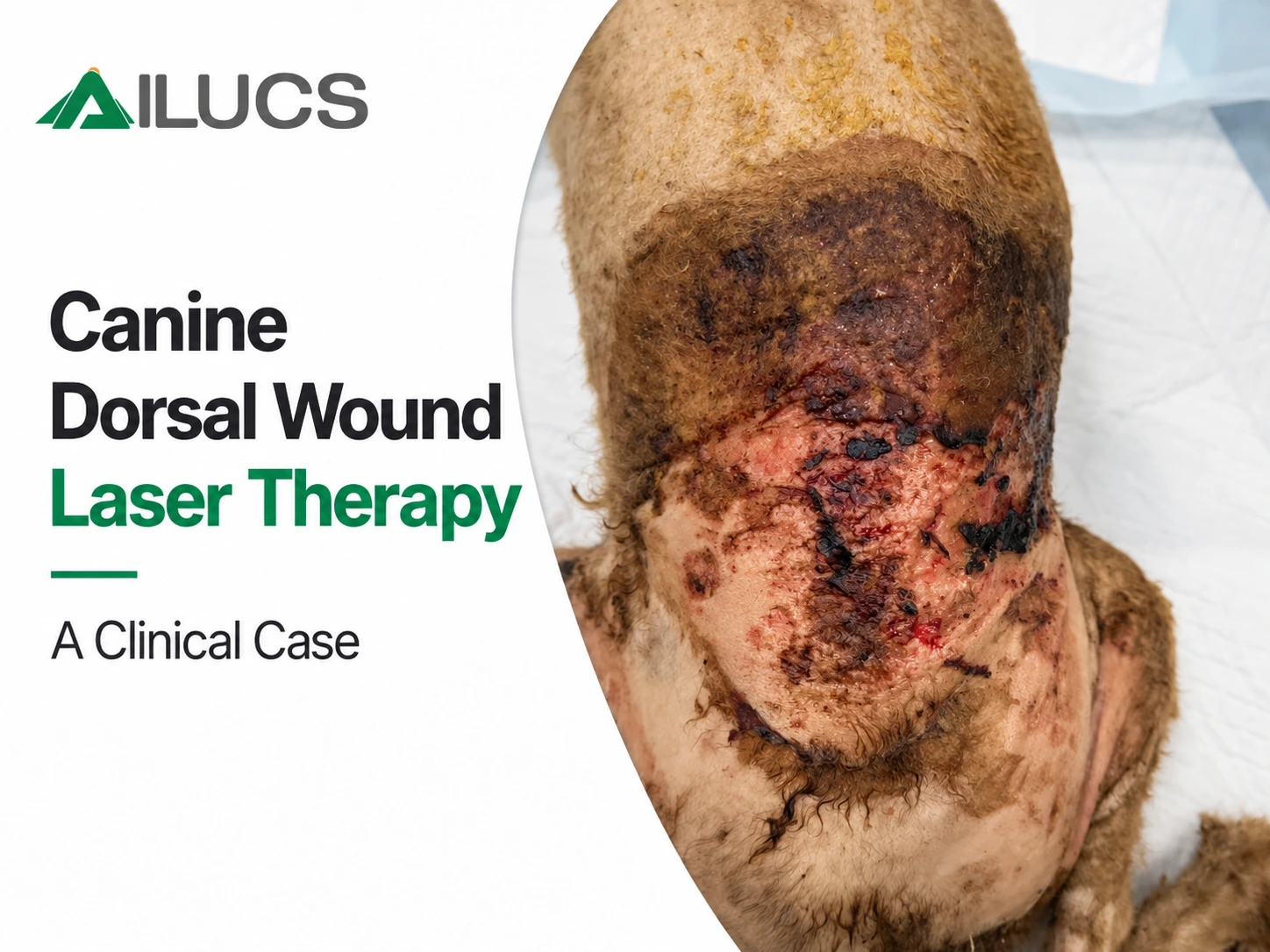 Portable Class IV laser therapy system