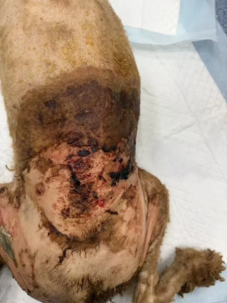 lyra-stray-dog-dorsal-wound-after-first-treatment-day-1.webp lyra-stray-dog-dorsal-wound-after-first-treatment-day-1.webp